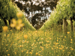 Millton Vineyards