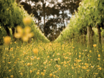 Organic &amp; Biodynamic Winegrowing Conference