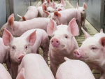 SAFE say that pigs suffered as a result of NAWAC's failure to uphold the law.