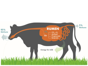 How methane is produced by a cow.