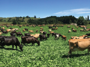 Carbon-efficient homegrown feed is more profitable than supplement, and kinder to the environment.