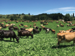 Treat your animals this summer