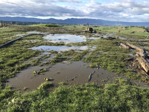 Effluent ponded around irrigator (Paddy Smith Ltd case).