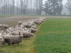 When considering to breed their hoggets farmers need to consider what the likely feed availability is going to be on their farm in winter.