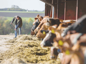 Under the buy-out scheme, the Government will buy the businesses of Dutch livestock farmers who are categorised as ‘regular’ or ‘peak’ polluters.
