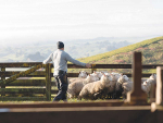 New Zealand’s sheep and beef farming sector is critical to our country’s Covid-19 recovery. Photo: Paul Sutherland Photography.