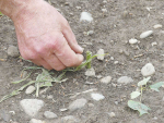 Dromore farmer Brian Leadley is unsure how much of his young sweet corn will survive the battering of the mid-November hailstorms. Photo: Rural News Group.