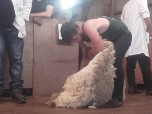 Allan showing off his shearing skills. Source: Irish Sheep shearers Association.