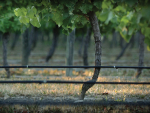 Point of View: Vineyard irrigation scheduling