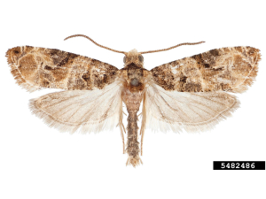 Lobesia botrana (the European grapevine moth), is one of the most unwanted exotic pests for the New Zealand wine industry. Image from Bugwood.org