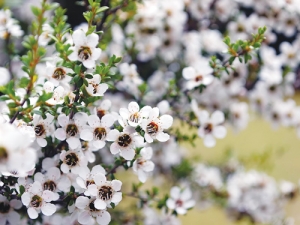 Honey from Manuka plant is helping push land prices up in some regions.