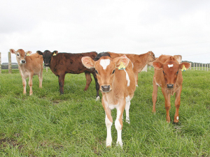 Calves are born without antibodies.