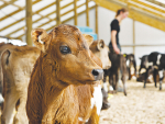 Ensure calves stay healthy