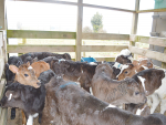 Bobby calf holding pen.