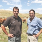 Advanced weaning approach boosts beef returns