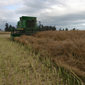 Oilseed rape harvest