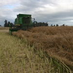 Grain and graze from oilseed rape