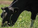 Plenty of Grass, But Are Cows Getting What They Need?