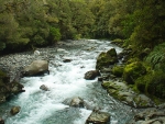 There are no ecological monitoring sites in Taranaki showing significant negative trends. Image: Paul Nelhams.