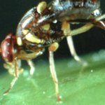 Fruit fly find under probe