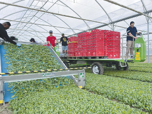 The electric harvest machines have been specifically designed to suit LeaderBrand’s indoor environment and cropping system with quality, accuracy and harvesting widths.