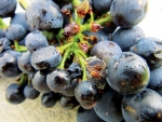 Botrytis starting in the centre of the bunch around floral trash. Shaking the vine removes the trash, and the disease threat.