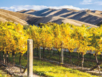 Young Viticulturist of the Year 2025 finalists announced