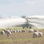 Point, park, anchor to reduce irrigator damage.