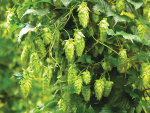 350ha of hops were grown in New Zealand in 2013 and by last year that had risen to 763ha.