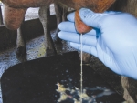Managing mastitis in a low payout year is more important.