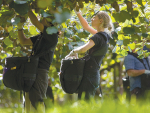 Zespri says there are several contributing factors to the decline in fruit quality, but the drastic lack of skilled people to harvest and pack kiwifruit has been a key factor.