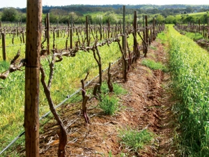 Individual glyphosate resistant plants multiply and become patches of resistant weeds, as can be seen here around the vines. Photo: Chris Preston, University Adelaide.