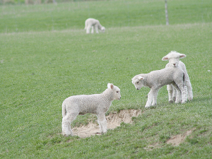 Some simple management ideas can reduce the risk of production limiting diseases like pneumonia and pleurisy in lambs.