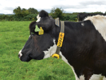 Nedap smart technology solutions in action on farm.