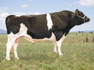 Rivendell MFU Scotch, who was part of the 2018 Genetic Leaders team, is being marketed by CRV as a daughter-proven sire for the first time in 2022.