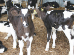Choosing the right milk replacer for calves