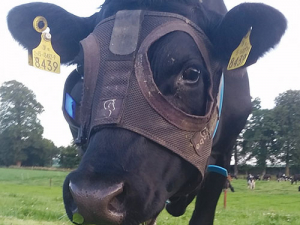 Bovine Light Mask.