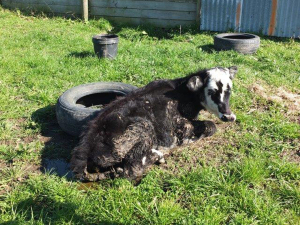 A Waikato cattle farming family have been fined $23,000 for failing to provide sufficient food and care for their animals.