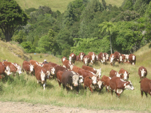 Hereford sires up for grabs