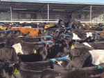 Tail-painted cows on heat.