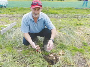 Geoff Slater with the crocus corms he will soon be lifting, separating and replanting in a major expansion to his saffron farm. Photo: Rural News Group.