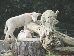 Abomasal bloat in lambs leads to excess gas in the abomasum, which causes it to expand like a balloon.