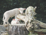 Yoghurt helps to beat bloat in orphan lambs