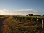 Biosecurity update: Developing a Vineyard Biosecurity Plan