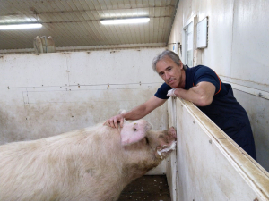 Dr Bruce Welch with a commercial breeding boar.