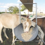 The greatness of  lonely goats