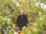 Hawke's Bay apple grower Bruce Mitchell says this year's labour shortages have meant that 40% of his gala crop could not be picked.