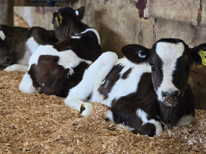 Calves that grow faster between three and five weeks of age develop better mammary tissue.