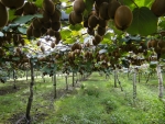OPAC is expecting significant growth in kiwifruit processing volumes in the next three years.