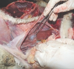 Triplet ewes can be grass only